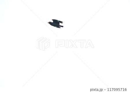 ブッポウソウ 117095716