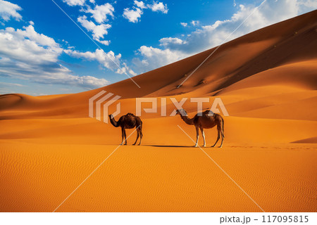 Merzouga, Morocco. Sand dunes in the Sahara Desert, North Africa - Erg Chebbi dunes. Merzouga, Morocco. Sand dunes in the Sahara Desert, North Africa - Erg Chebbi dunes. 117095815