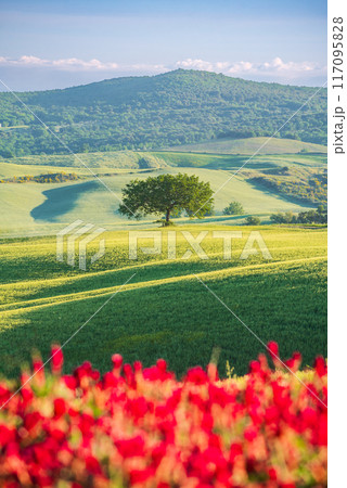 Tuscany, Italy. Typical springime Tuscan landscape in the countryside, red flowers, isolated trees, tranquil sunrise. 117095828