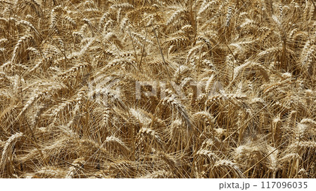 Golden cereal field with ears of rye or wheat, close-up. Grain field before harvest 117096035