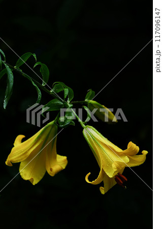 雨に濡れ瑞々しく咲くハカタユリ（テッポウユリ） 117096147