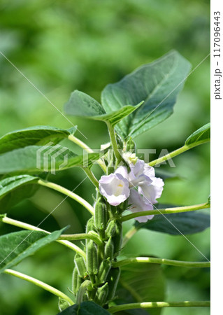 ゴマの花と実 ゴマの花と実 117096443