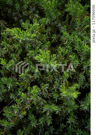 群生するシダ 117096686