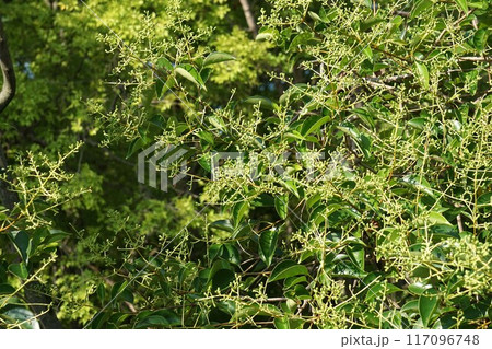 花後すぐの小さい実を付けた"トウネズミモチ"の実 117096748