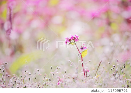 赤そばの花 赤そばの花 117096791