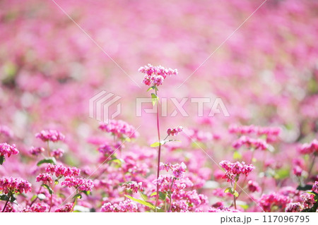 赤そばの花 117096795