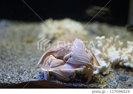 美しい海に生息するカラッパという名前の蟹 117096829