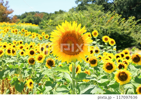 【香川県】夏の国営讃岐まんのう公園（ひまわり畑） 117097636