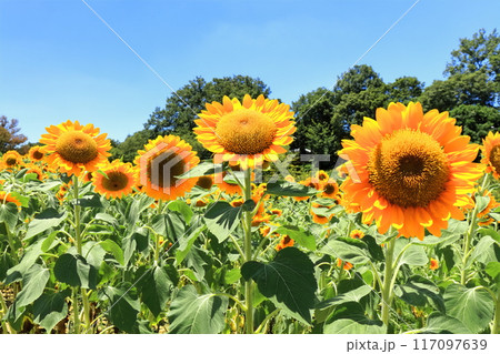 【香川県】夏の国営讃岐まんのう公園(ひまわり畑) 【香川県】夏の国営讃岐まんのう公園(ひまわり畑) 117097639