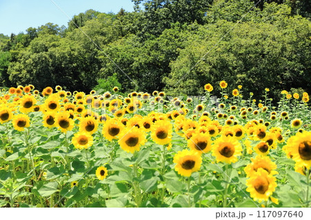 【香川県】夏の国営讃岐まんのう公園(ひまわり畑) 【香川県】夏の国営讃岐まんのう公園(ひまわり畑) 117097640