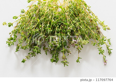 Fresh thyme l on white background. Hair treatment concept. Copy space. Flat lay Fresh thyme l on white background. Hair treatment concept. Copy space. Flat lay 117097764