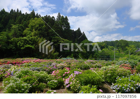 茨城県北茨城市華川町小豆畑　アジサイの名所北茨城あじさいの森の色とりどりの紫陽花の群生 117097856