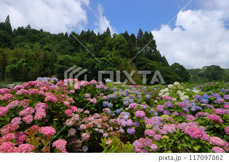 茨城県北茨城市華川町小豆畑　アジサイの名所北茨城あじさいの森の色とりどりの紫陽花の群生 117097862