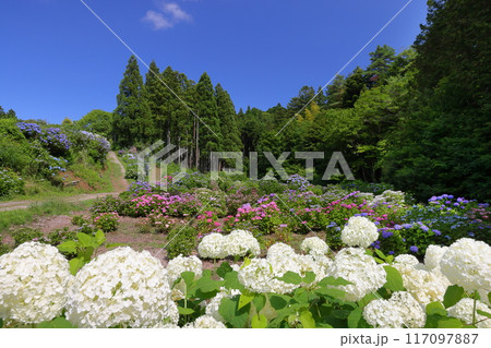茨城県北茨城市華川町小豆畑　アジサイの名所北茨城あじさいの森のアナベルや色とりどりの紫陽花の群生 117097887