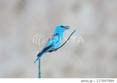 Calling European roller (Coracias garrulus) 117097964