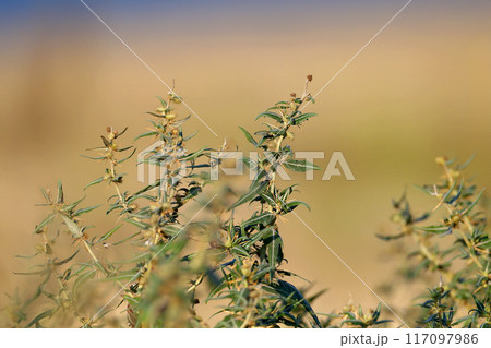 Xanthium spinosum 117097986