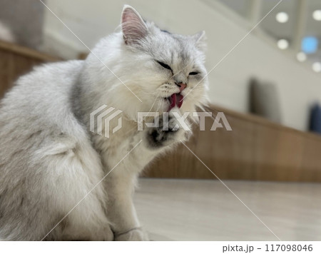 お座りしている猫のクローズショット 117098046