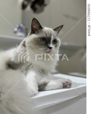 お座りしている猫のクローズショット お座りしている猫のクローズショット 117098050