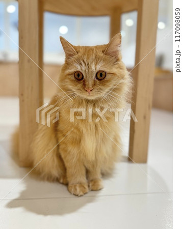 お座りしている猫のクローズショット お座りしている猫のクローズショット 117098059