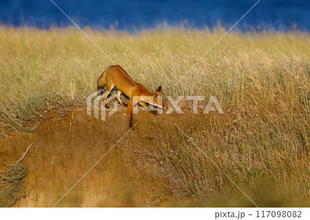 Adventures of red fox (Vulpes vulpes) 117098082