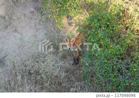 Adventures of red fox (Vulpes vulpes) 117098098