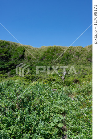 神奈川県城ヶ島 草原と崖の風景 神奈川県城ヶ島 草原と崖の風景 117098171