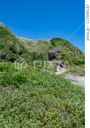 神奈川県城ヶ島 草原と崖の風景 神奈川県城ヶ島 草原と崖の風景 117098187