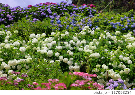 茨城県北茨城市華川町小豆畑 アジサイの名所北茨城あじさいの森のアナベルや色とりどりの紫陽花の群生 茨城県北茨城市華川町小豆畑 アジサイの名所北茨城あじさいの森のアナベルや色とりどりの紫陽花の群生 117098254