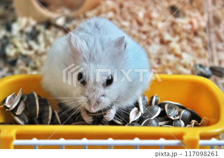 ひまわりの種を食べるハムスター 117098261