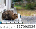 ねこ　ベンチから見つめる 117098326