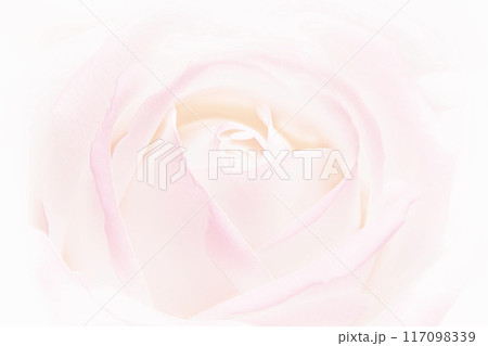 ピンク系の薔薇 117098339