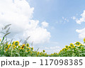 夏の青空と、満開のひまわり 117098385
