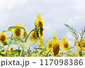 夏の青空と、満開のひまわり 117098386
