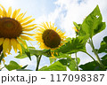夏の青空と、満開のひまわり 117098387