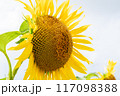 夏の青空と、満開のひまわり 117098388
