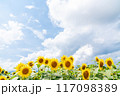 夏の青空と、満開のひまわり 117098389