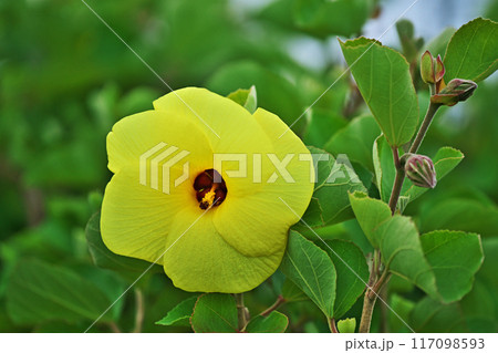 黄色いハマボウの花（夏、七月） 117098593