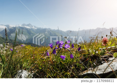 Scenic Idyllic view alpine wildflower blooming lilac bluebell flowers meadow field tirol mountain valley Austria Grossglockner peak rocks background. Abstract sunrise warm summertime herbal landscape Scenic Idyllic view alpine wildflower blooming lilac bluebell flowers meadow field tirol mountain valley Austria Grossglockner peak rocks background. Abstract sunrise warm summertime herbal landscape 117098811