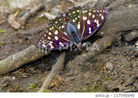 夏の雑木林で見られる大きく、青紫の翅がとても美しいチョウ、オオムラサキ 117098840