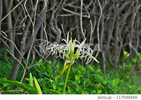 白いハマユウの花（夏、七月） 117098866