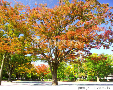 紅葉の欅のある住宅地の公園風景 紅葉の欅のある住宅地の公園風景 117098915
