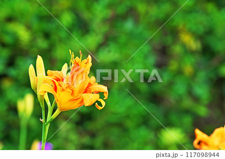 オレンジ色のヤブカンゾウの花（夏、七月） 117098944