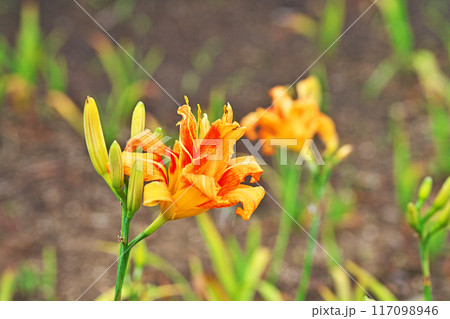 オレンジ色のヤブカンゾウの花（夏、七月） 117098946