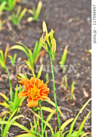 オレンジ色のヤブカンゾウの花（夏、七月） 117098947