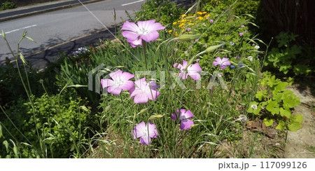ムギナデシコの桃色の縁取りの白い花 117099126