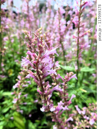 アガスターシャ　ローズミント 117099178