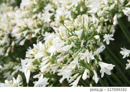 白いアガパンサス④ 117099182