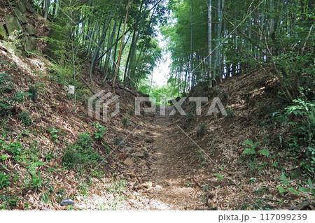 金山城跡の二の丸の堀切【群馬県太田市】 金山城跡の二の丸の堀切【群馬県太田市】 117099239