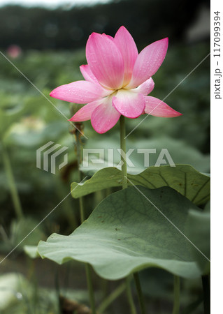 蓮 117099394