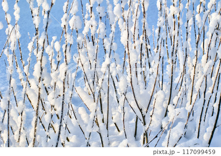 Graphics in tangle of bush branches with snow stuck to them. Graphics in tangle of bush branches with snow stuck to them. 117099459